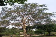 Eucalyptus citriodora